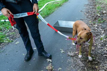 Transporter in Flammen: Polizei bastelt für geretteten Hund Leine aus Absperrband