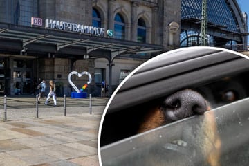 Dresden: Mann lässt Hund bei 30 Grad am Dresdner Hauptbahnhof im Auto sitzen und geht zum Termin