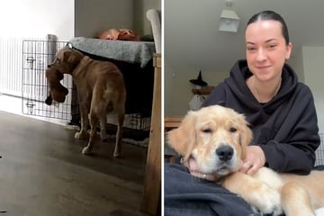 Frau bricht das Herz, als sie auf Video sieht, wie Freund ihren Golden Retriever behandelt