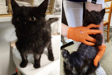 Letzte Hoffnung: Kann Therapie kleinen, todkranken Kater noch retten?