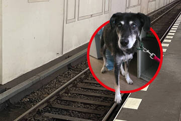 Schreck-Moment im U-Bahnhof: Plötzlich läuft ein Hund über die Gleise