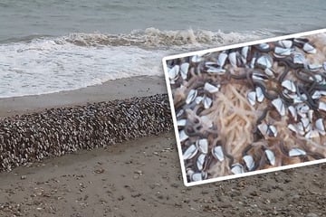 Diese angespülten Wesen gelten als Delikatesse und sind ein Vermögen wert