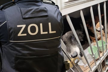 45 Hunde für weite Reise in Transporter gepfercht: Zoll schreitet ein