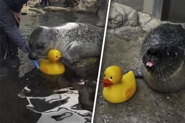 Ganz besondere Verbindung: 33-jährige Seehündin weicht Gummiente nicht von der Seite