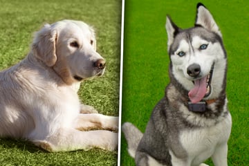 Golden Retriever und Husky zeugen Nachwuchs: "Ergebnis" sieht echt ungewöhnlich aus