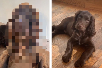 Frau zeigt wie die Pubertät ihren Hund verändert hat: User lachen sich schlapp