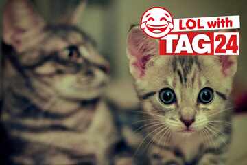 Joke of the Day for August 2, 2025: Here's a cat funny for a Caturday laugh!