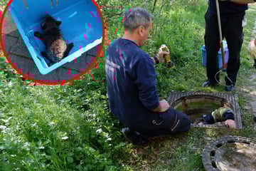 Stuttgart: Bellen aus dem Abwasserkanal: Feuerwehr Stuttgart rückt zur Tierrettung an