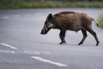 Wildschwein verursacht tödlichen Unfall in Brandenburg