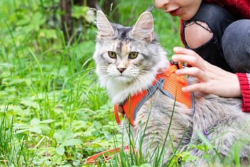 Cat harness training: How to put a harness on a cat