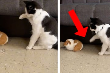 Cat wants to attack guinea pig, but she didn't expect his animal protector