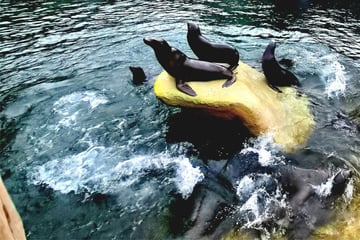 Mutprobe im Leipziger Zoo: Erst die Flucht, dann der Kopfsprung ins Ungewisse