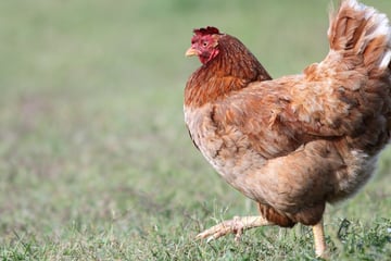 Huhn im Vogtland entlaufen: Polizei sucht Besitzer