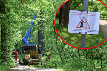 Dresden: Buche umgestürzt: Französin im Großen Garten erschlagen