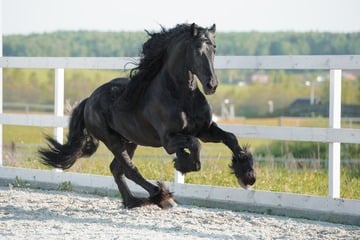 Das schönste Pferd der Welt ist ein Prachtkerl aus den USA