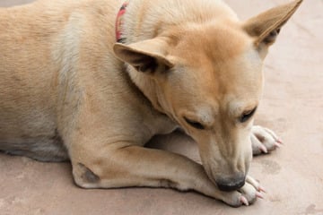 Krallen schneiden beim Hund: Tipps für die Krallenpflege