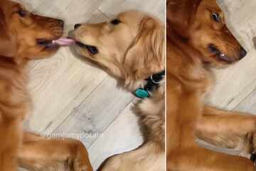 Dogs' "first kiss" caught on camera, and viewers are rolling with laughter!