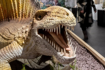 Bizarre Kreaturen in Braunschweig: Naturhistorisches Museum zeigt Leben vor den Dinos
