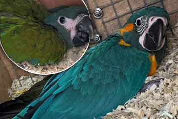 Gefiederter Nachwuchs im Zoo Magdeburg: Nicht nur schön, sondern auch extrem wichtig