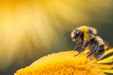Hilfe für Bienen, Hummeln und Co.: Was ihr jetzt auf Balkon und Terrasse tun könnt