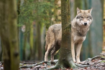 Wölfe: Jagdrecht für Wölfe? In Sachsen soll der Abschuss erleichtert werden