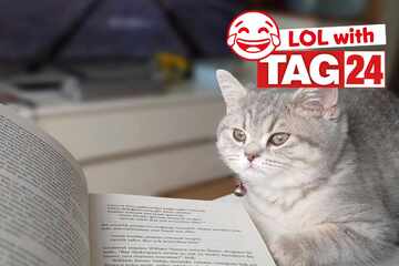 Joke of the Day for January 24, 2026: A cat funny for a Caturday laugh!