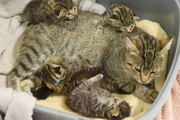 Außergewöhnlich viele Katzenbabys in sächsischen Tierheimen - "menschengemachtes Problem"