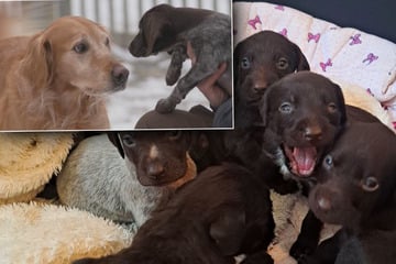 Welpen-Drama um Mara im neuen Zuhause: "Die Haut war richtig abgerissen"