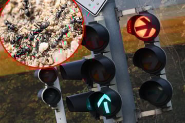 Tierische Sabotage in Karlsruhe: Diese Krabbeltierchen legen Ampel lahm