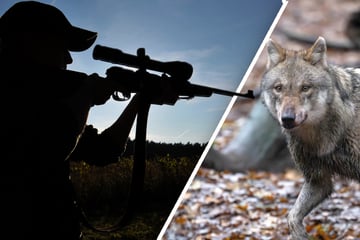 Wölfe getötet: Naturschützer loben Belohnung für Hinweise aus
