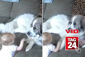 Viral Video of the Day for March 3, 2026: Giant dog accidentally knocks baby over with one paw swipe