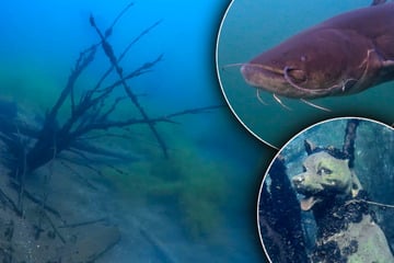 Geheimnisse in dunkler Tiefe: Taucher erkunden sächsischen Badesee