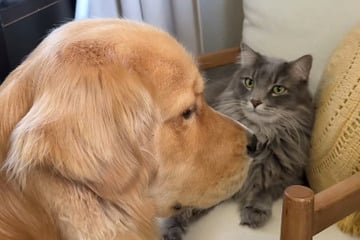 Golden Retriever wird von Katze erzogen: Diese kuriose Angewohnheit bringt alle zum Lachen