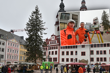 Who has the longest?  Christmas tree surveyor on the road in Saxony