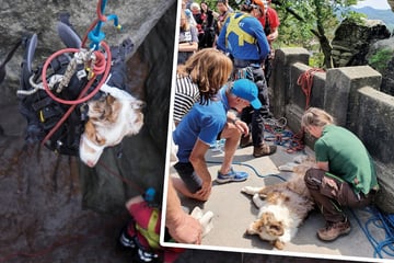 Drama in der Sächsischen Schweiz: Hund springt über Basteibrücke in die Tiefe
