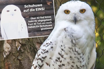 Leipzig: Wie heißt das Tier?! TikToker startet Aufruf und gibt Schneeeule einen kuriosen Namen