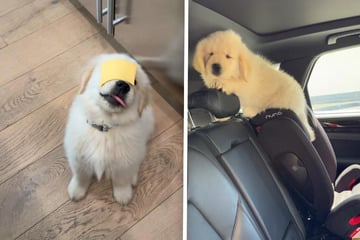 Lachtränen vorprogrammiert: Drolliger Golden Retriever erlebt ein Missgeschick nach dem anderen
