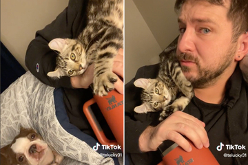 A Craigslist kitten named Kevin takes over TikToker's home: "He's a little unhinged"
