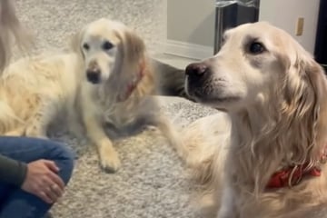 Golden retriever gives his family "the most special goodbye" before his death