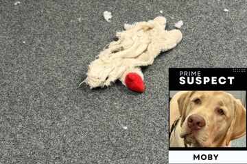 Police dog's "crime" against stuffed toy becomes viral sensation after hilarious post