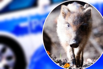 Einbrecher im Keller entpuppt sich als Frischling, dann wird's tierisch turbulent