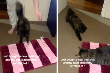 Frau kauft neue Badematte: So ulkig reagieren ihre Katzen