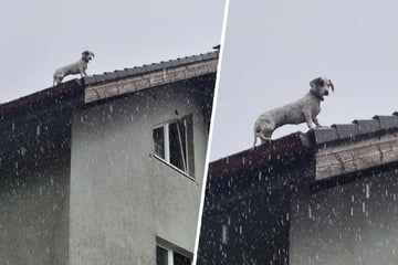Im strömenden Regen: Kleiner Hund droht von Dach zu stürzen