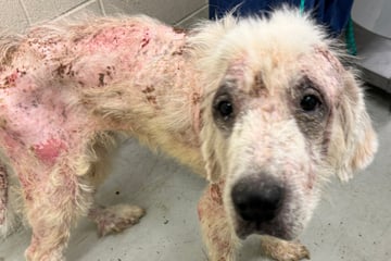 Male dog looks horrible when rescued: But today he seems like a different dog