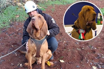 Aus Rache? Hunde-Held Bruno brutal mit Nadelköder getötet