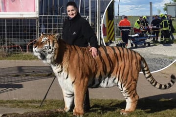 Leipzig: Nach Tiger-Angriff in Nordsachsen: So geht es dem verletzten Helfer