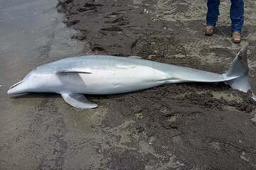 Young dolphin found shot to death on Louisiana beach