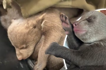 Förster von Bärenmutter attackiert, Sohn schießt: Jungtiere bleiben zurück