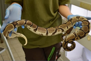 Schlangen-Alarm! Königspythons in Karton mit mysteriösen Zettel ausgesetzt