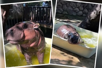 Mann bricht in Gehege von weltberühmtem Hippo Moo Deng ein: Festnahme